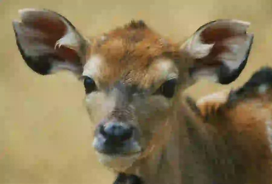 Cow photo in wildlife documentary