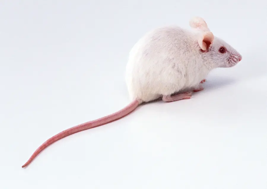 Animal Studio Photo