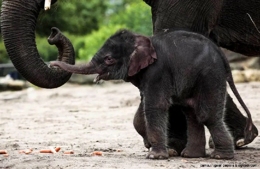 Black baby elephant playing