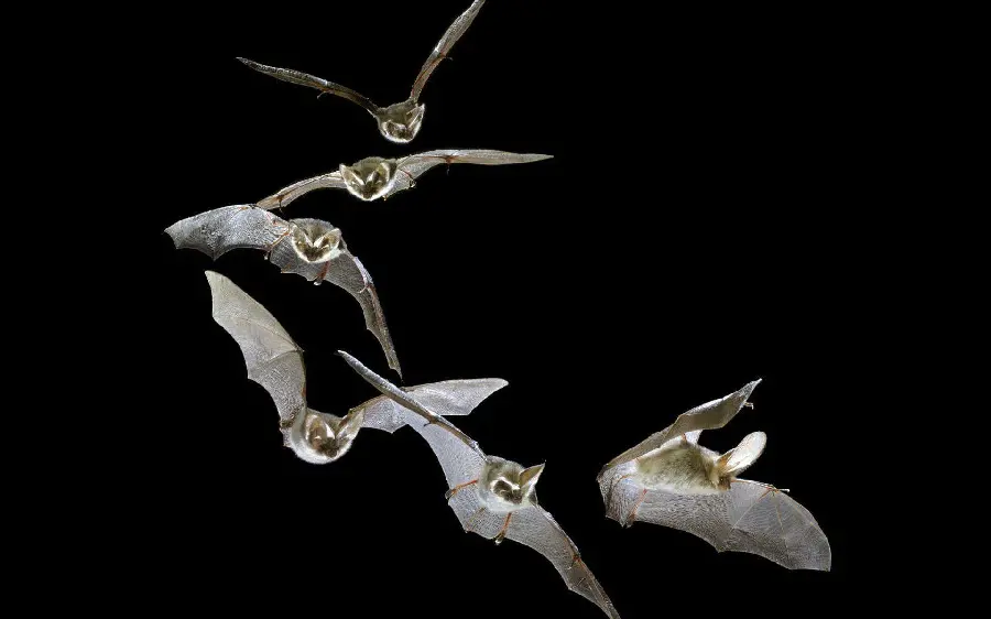 Real Bat Photo