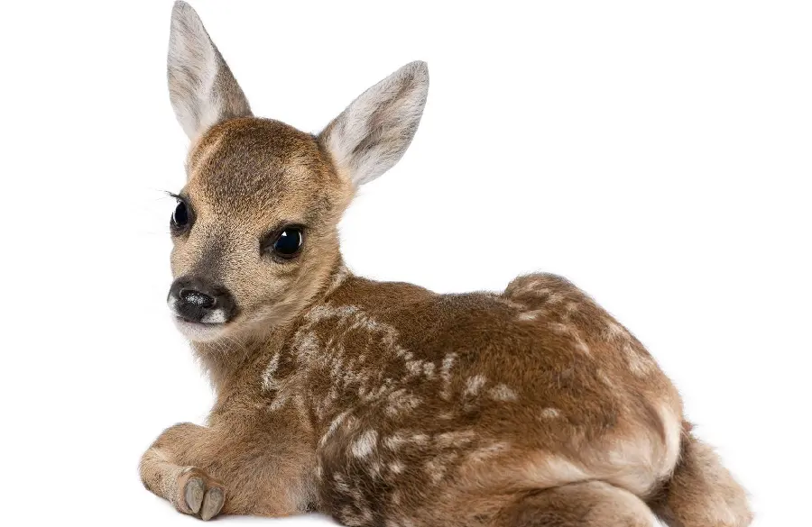 Download free picture of a spotted baby deer without background