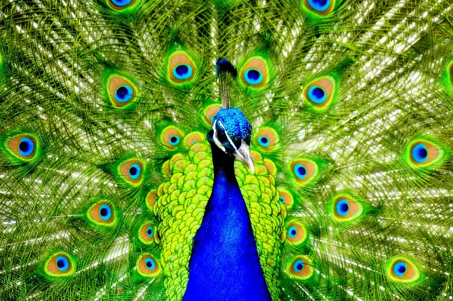 Peacock and Bird Animals Photos