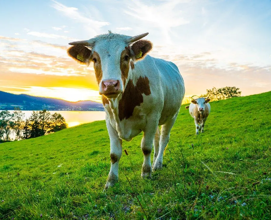 Photo of a milking cow in the farm