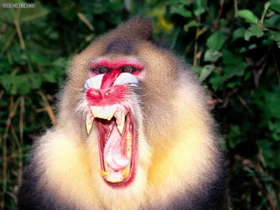 Angry Mandrill or King Baboon