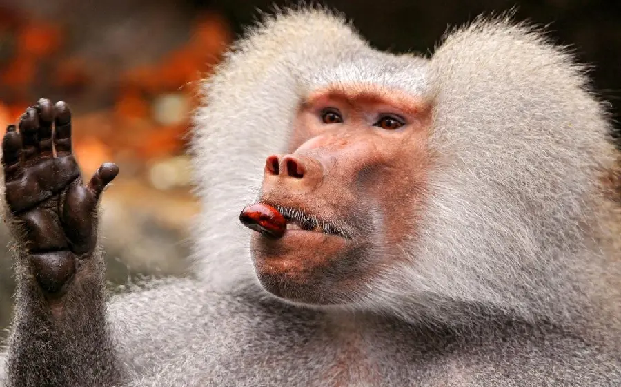 Baboon photo greeting for download