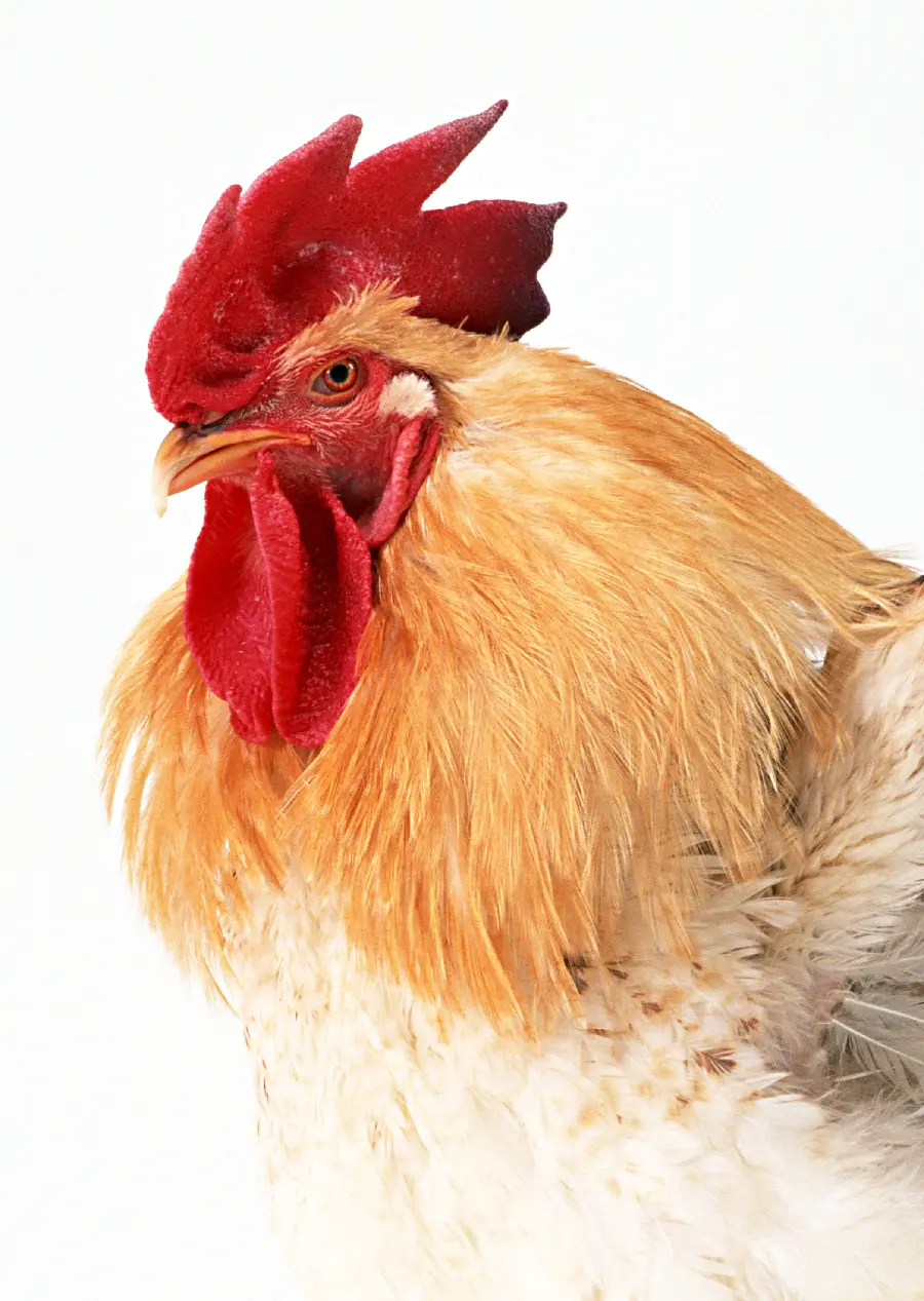 Rooster photo for profile