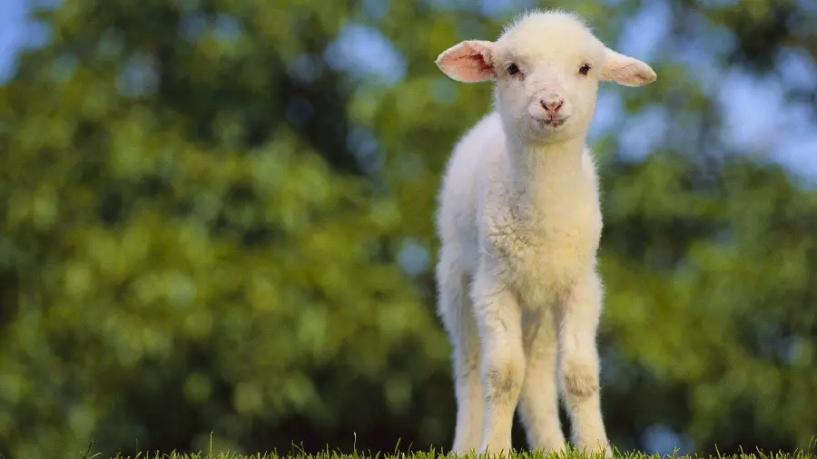 Wallpaper of a baby sheep for laptop background