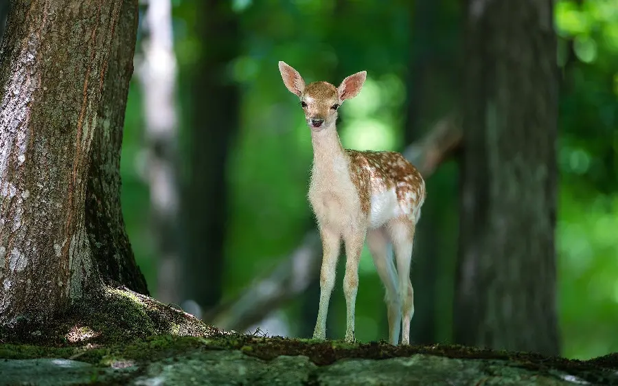 High Quality Photo of Deer in Nature