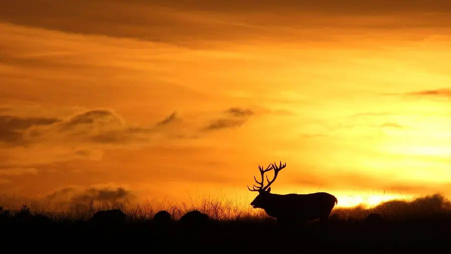 Big deer and sunset walking picture