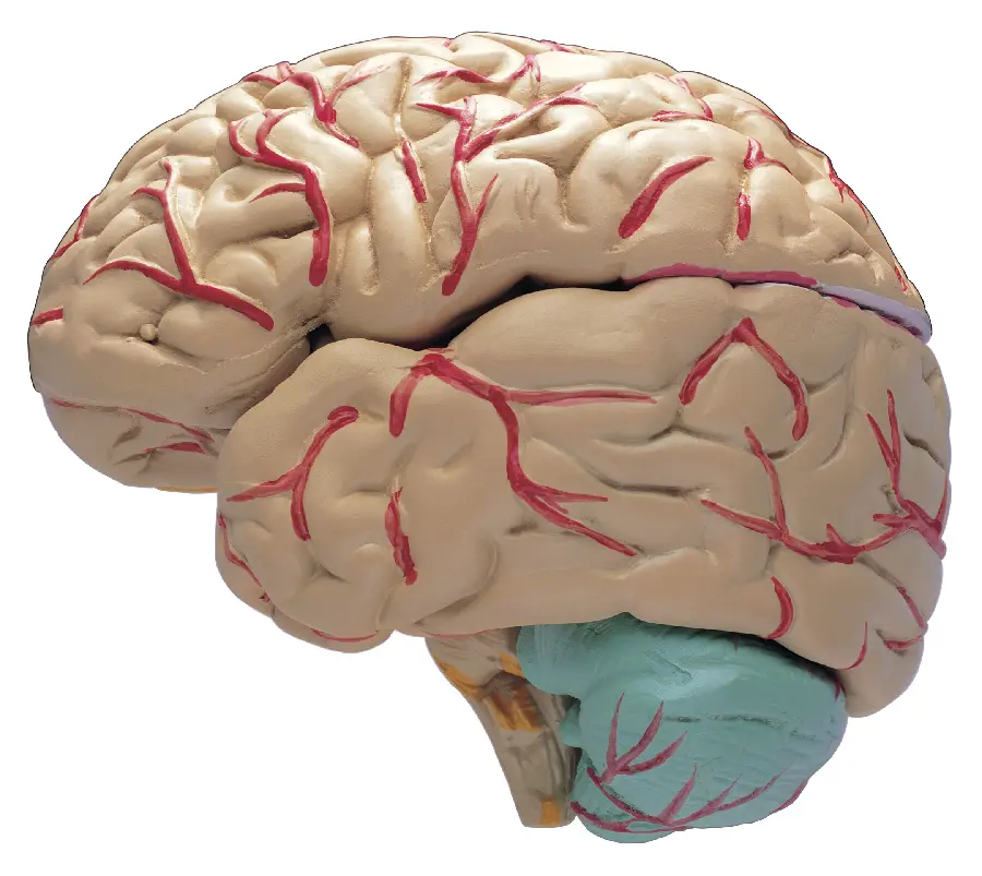 Photo of the human brain
