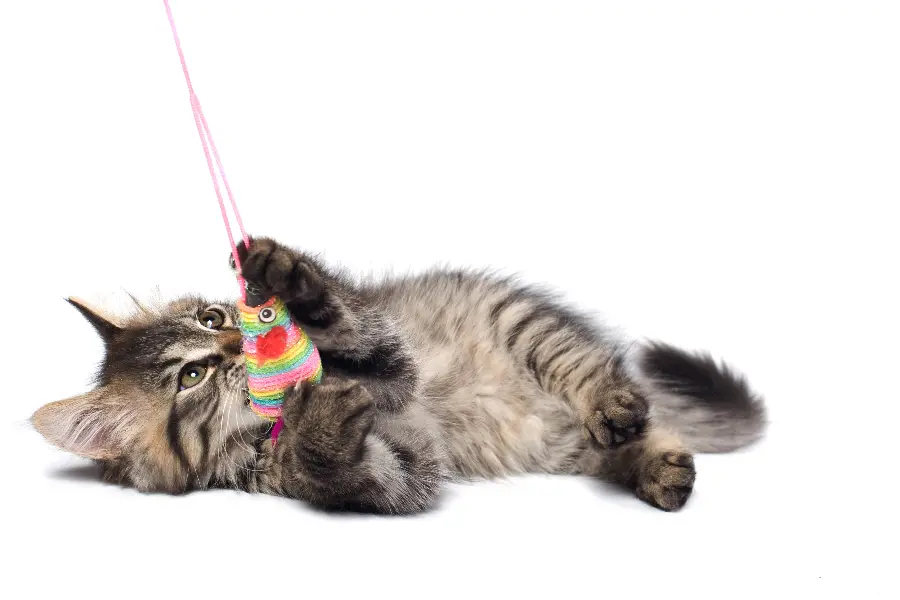 The most funniest gray kitten playing wallpaper
