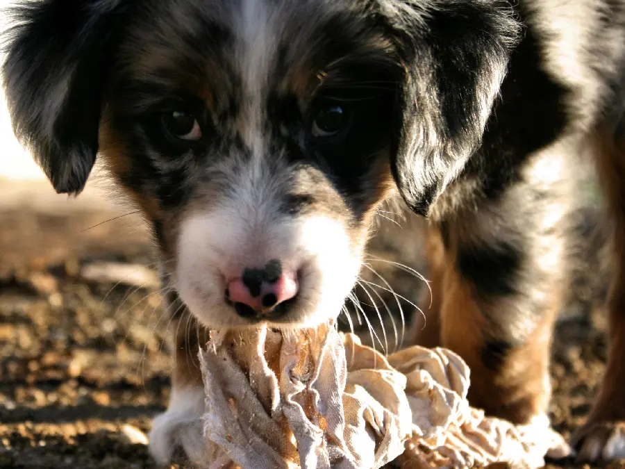 Playful Australian Shepherd close-up