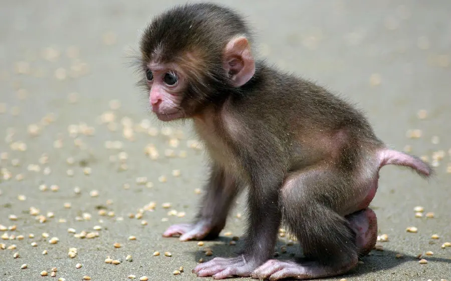 Very Small Baby Monkey Photo
