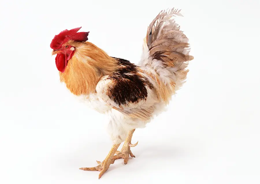 High quality photo of a rooster in the studio