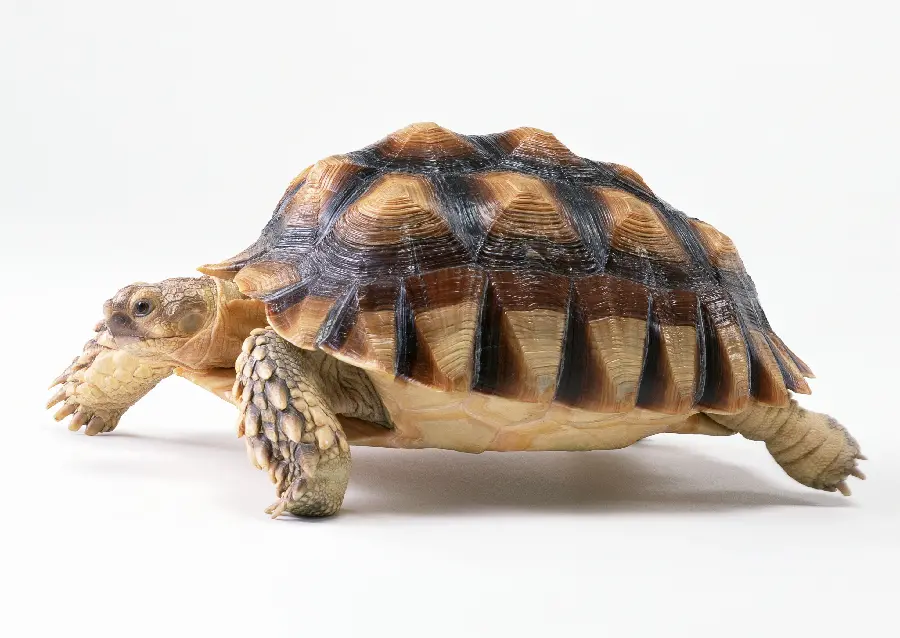 High Quality Turtle Stock Photo
