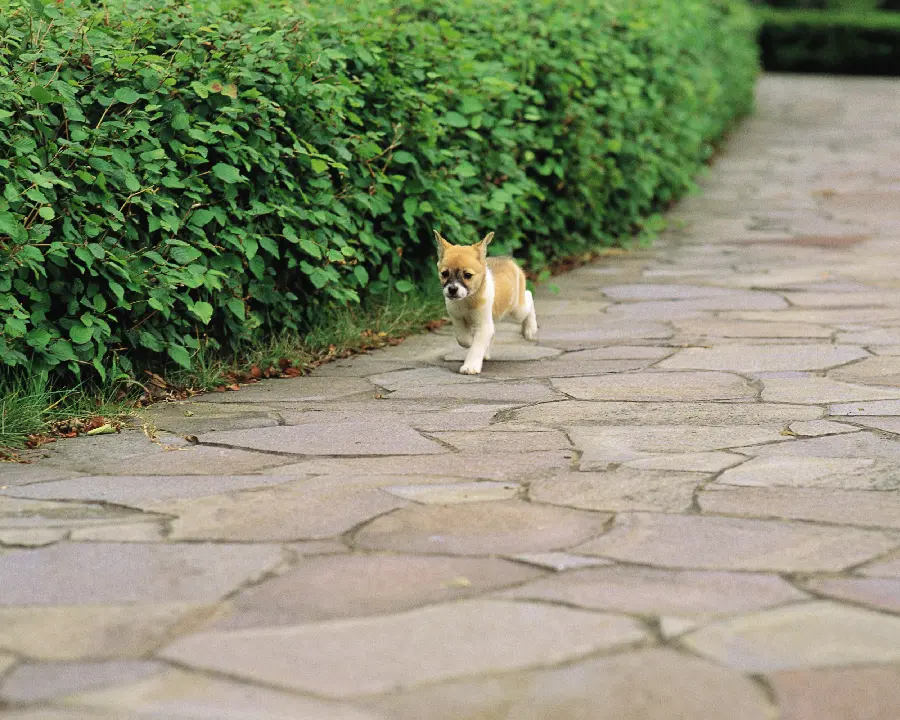 Best Pets to Keep in an Apartment