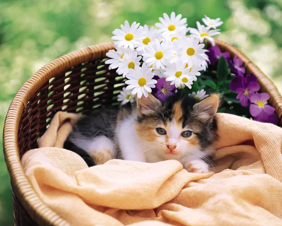 Cute and Funny Animal Pictures