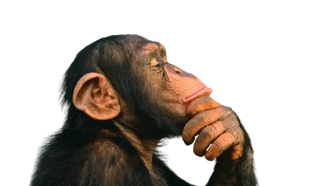 Free Download Chimpanzee Photo Thinker cut out png