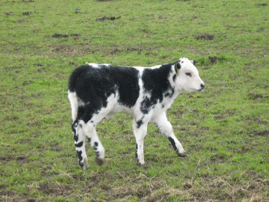 Download Cute and Funny Calf Profile Picture
