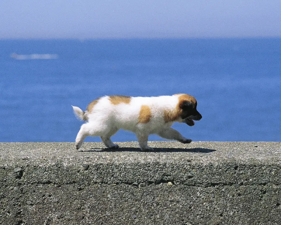 Animal photos for profiles and profile photos of beautiful animals in nature
