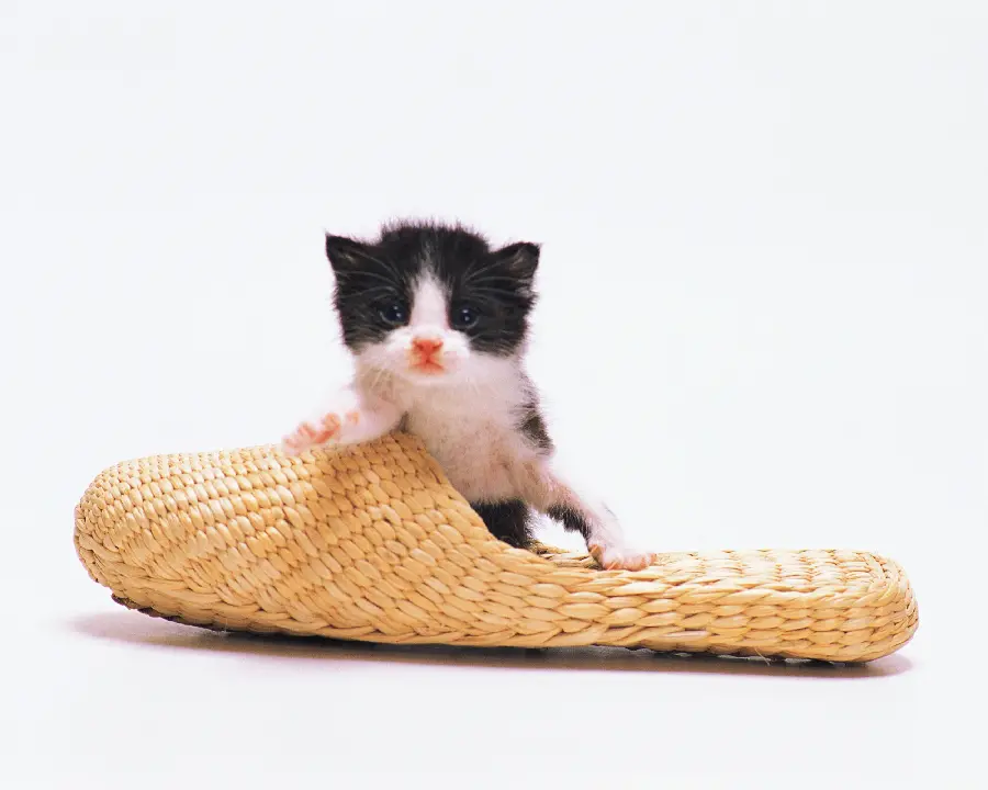 Animal photos