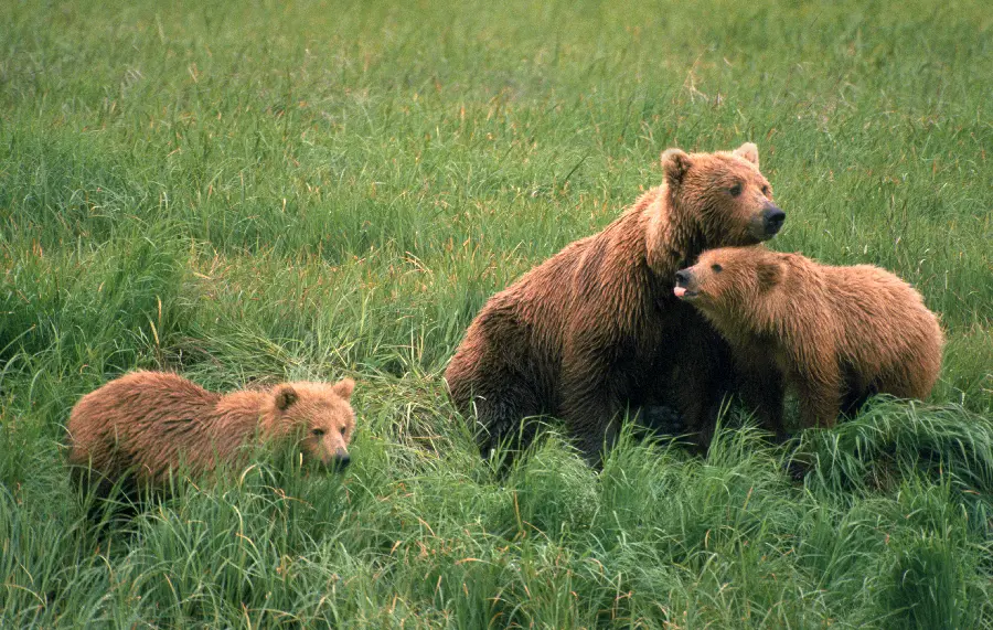 Photo of a bear and strong animals