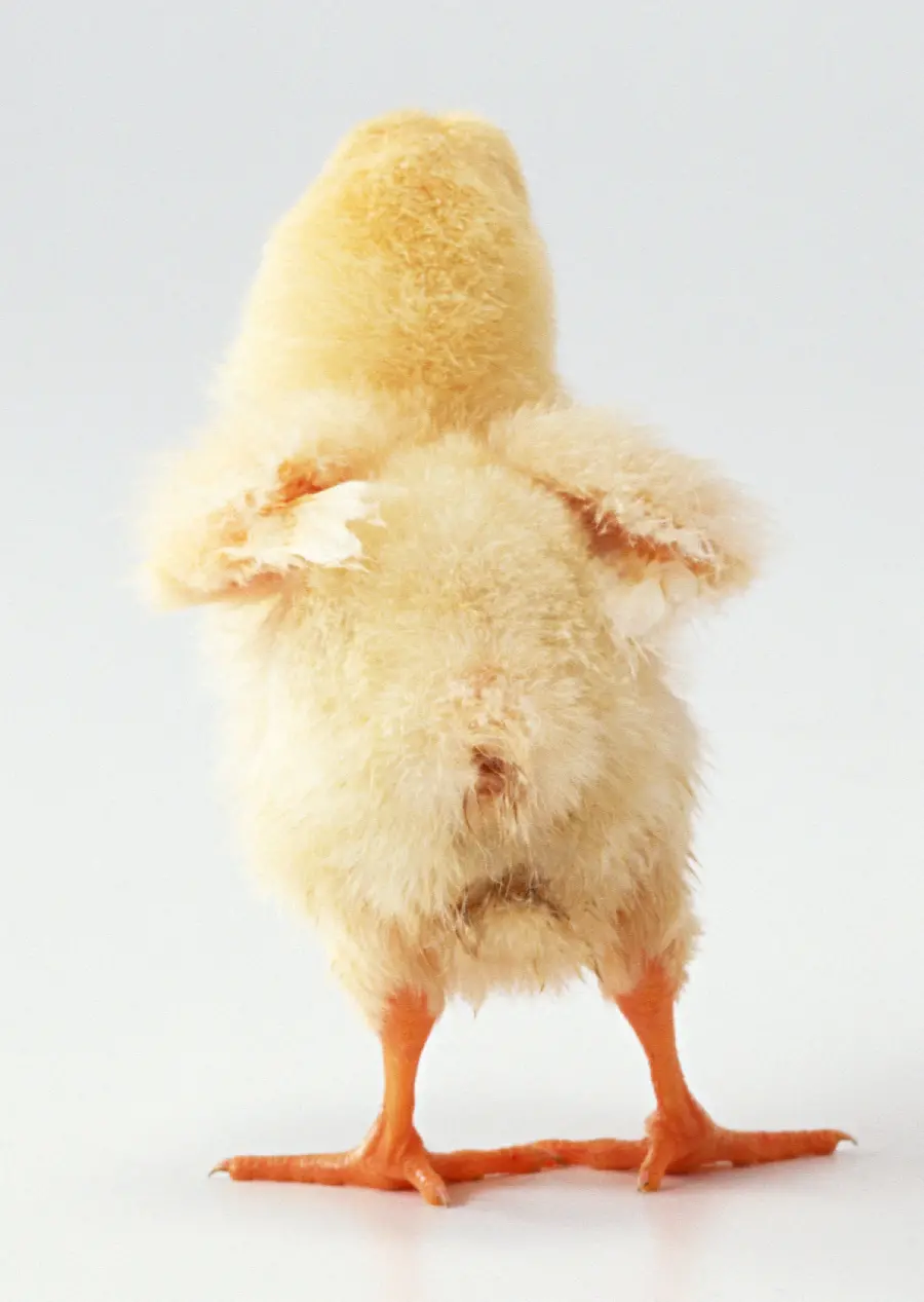 Animal Studio Photo