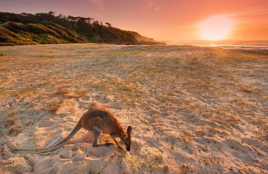 Image of Australian Ocean Coast and Kangaroo