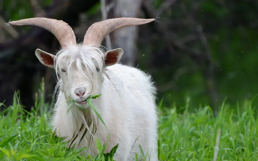 Funny photo of goat eating white grass and cute