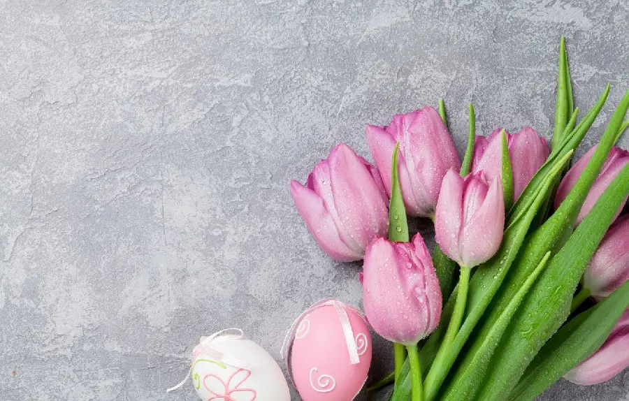 Spring quality pink tulips photo
