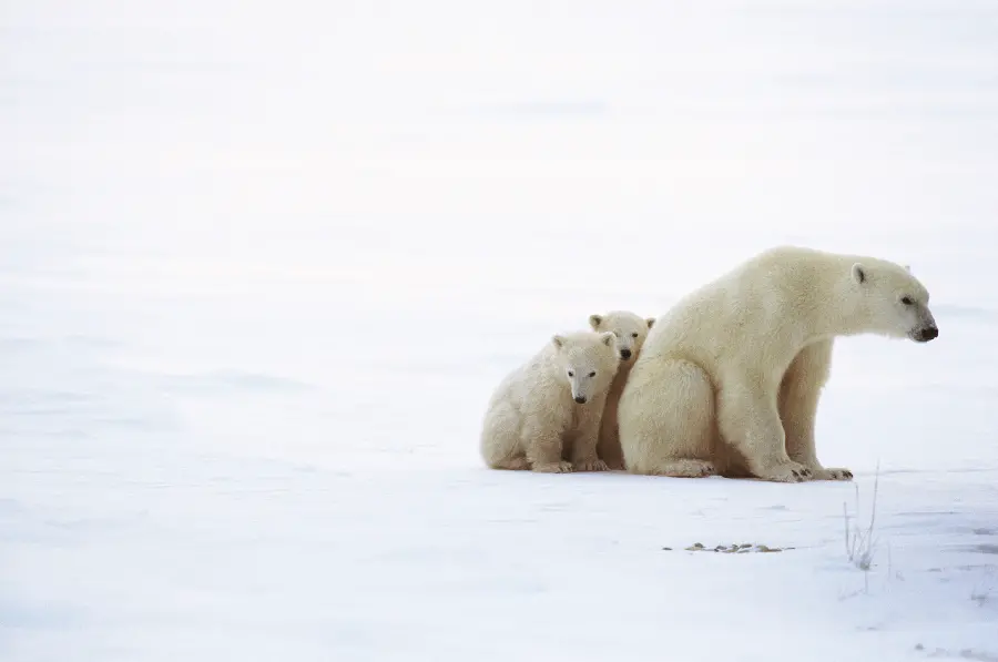Amazing photo of the world's wildlife with polar elephants