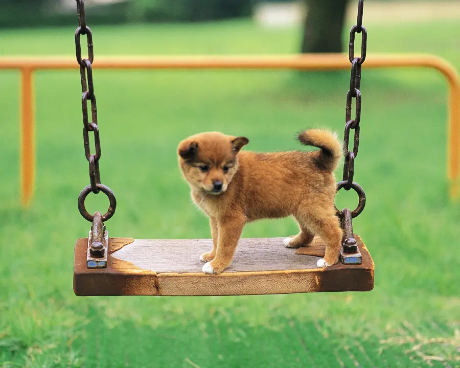 Puppy Pictures for Mobile Backgrounds