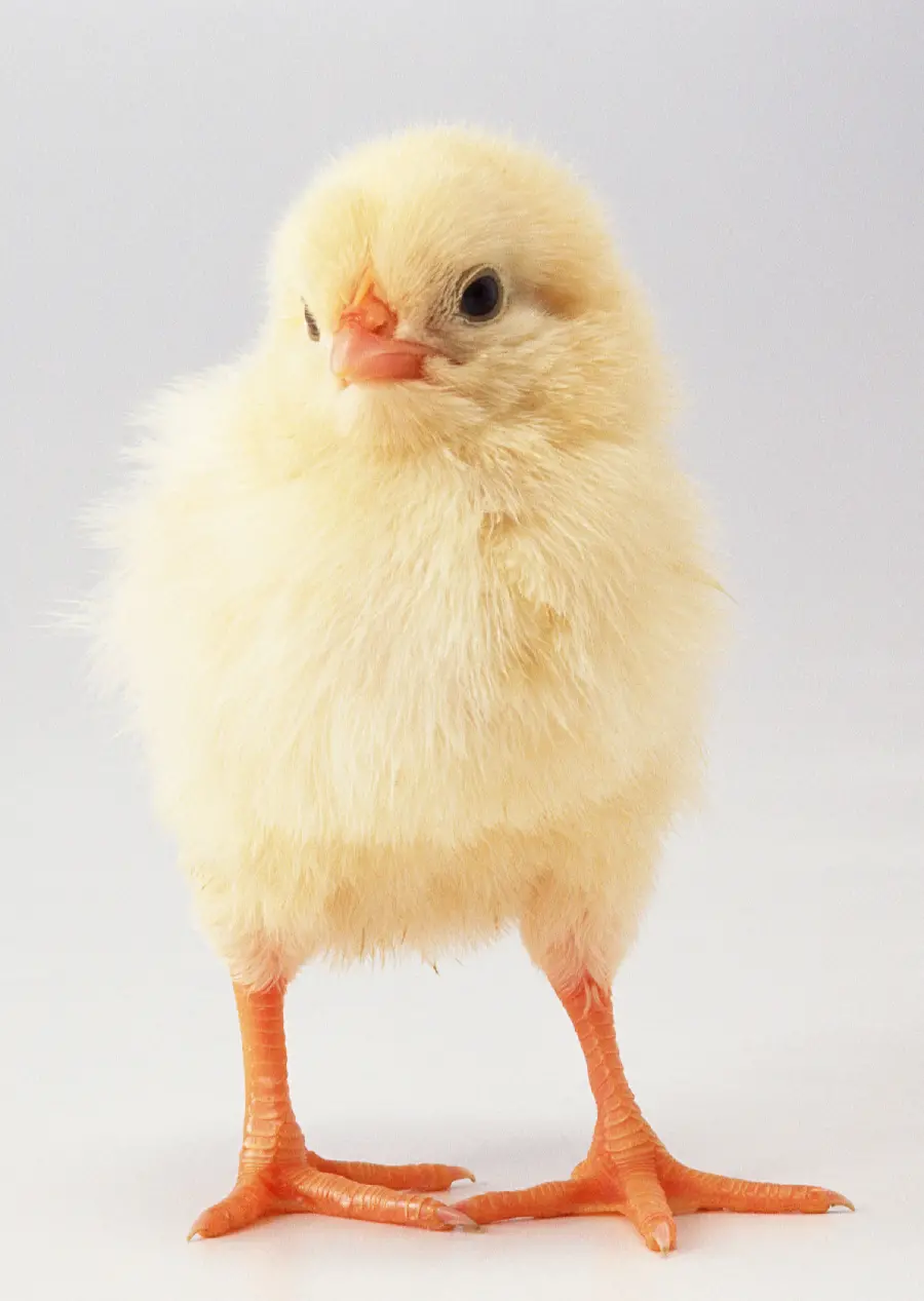 Animal Studio Photo