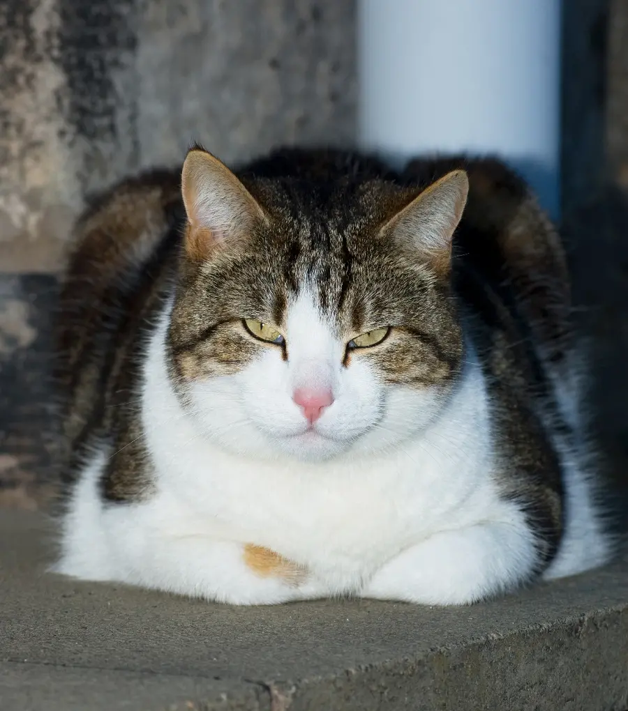 Download cool photo taken of a chubby and clean cat