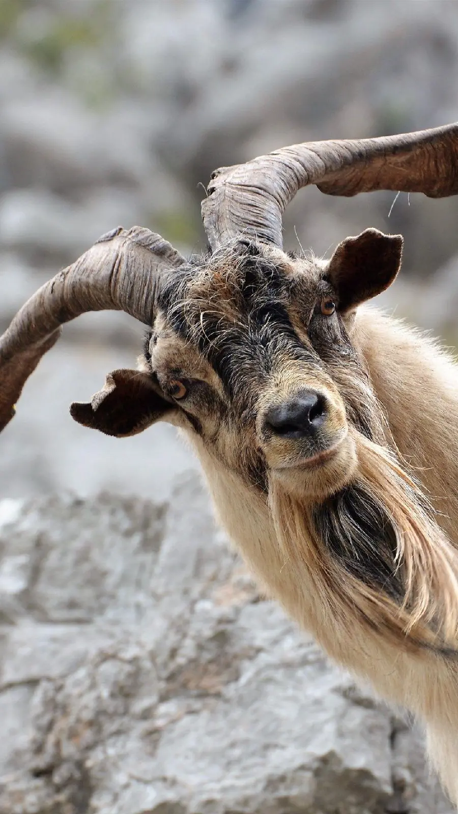 Photo Funny Goat Mobile Wallpaper