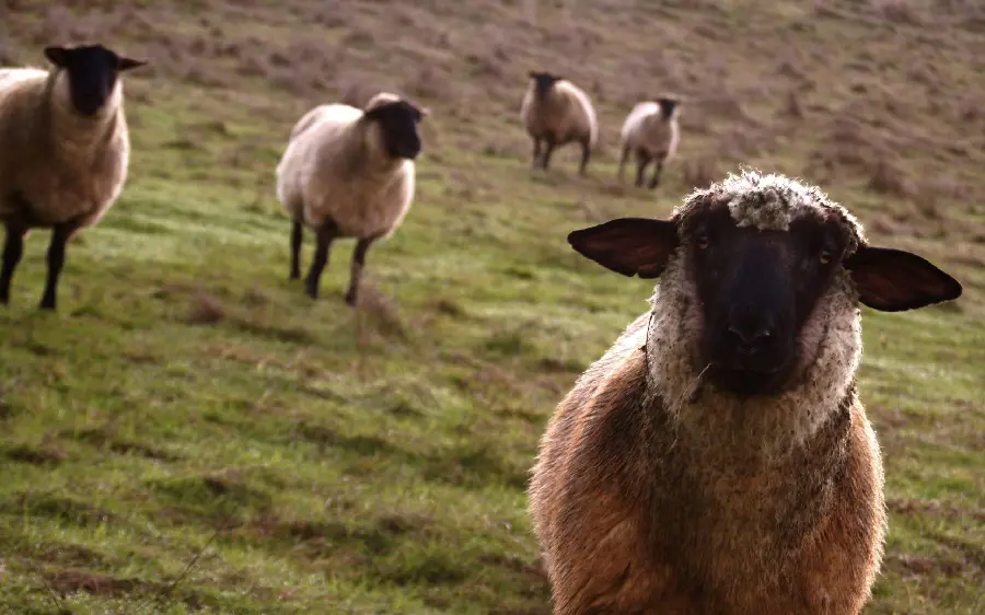 Download profile picture of a flock of sheep