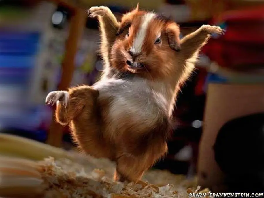 Funny Crazy Hamster Kung Fu