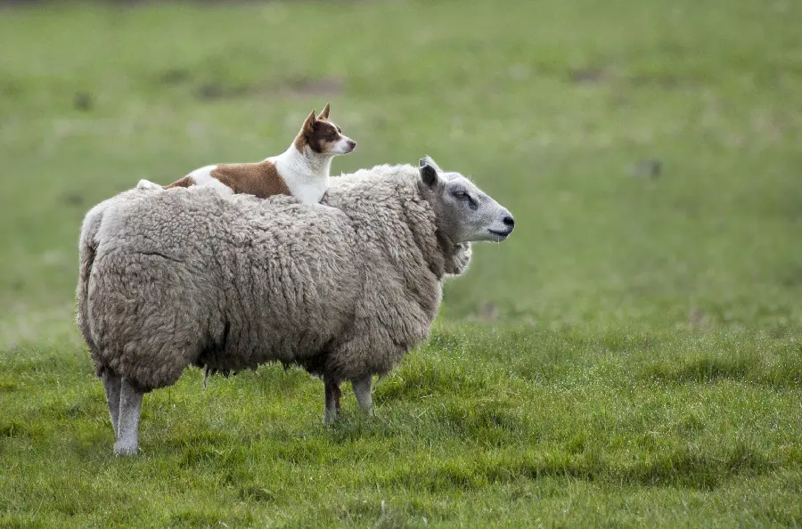 Funny photo of a sheep and a guard dog together for a profile