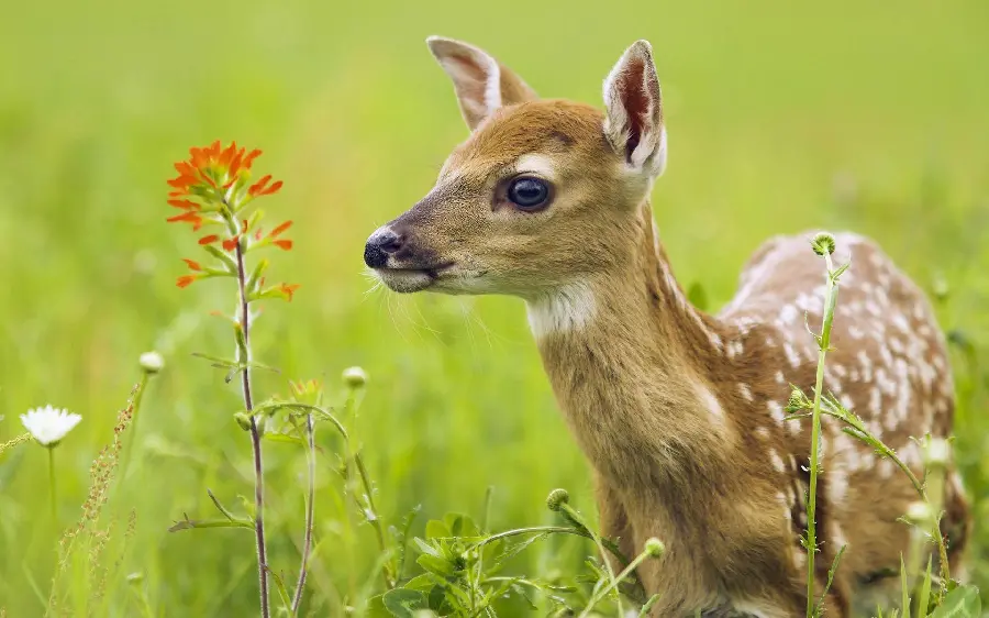 Photo of a baby white spotted deer in pristine nature for wallpaper