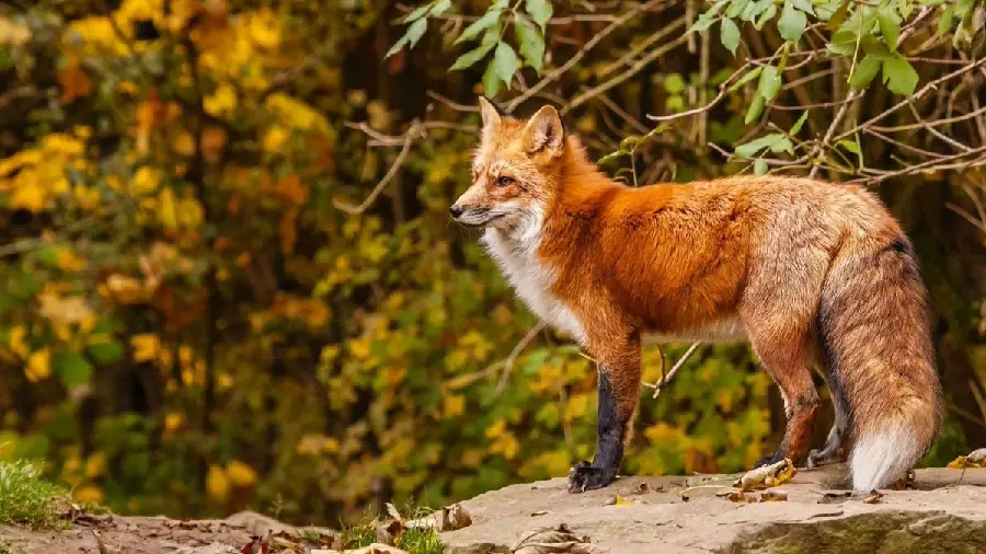 Photo taken of a fox in the wild with excellent quality