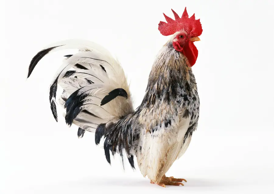 Rooster Wallpaper