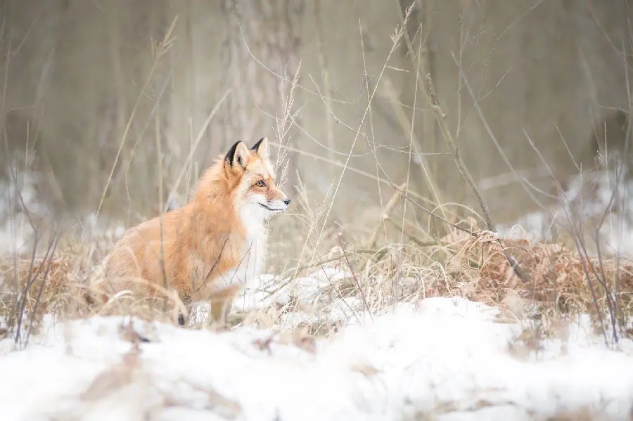 Stock photo of a fox for animal lovers