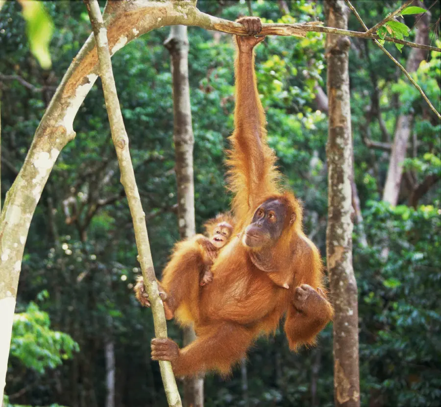 Australia Wildlife Photo