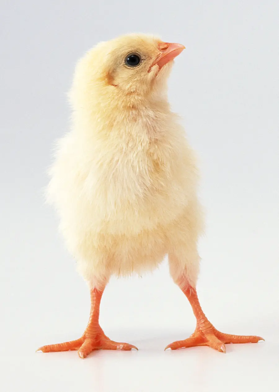 Chicken Studio Profile Photo