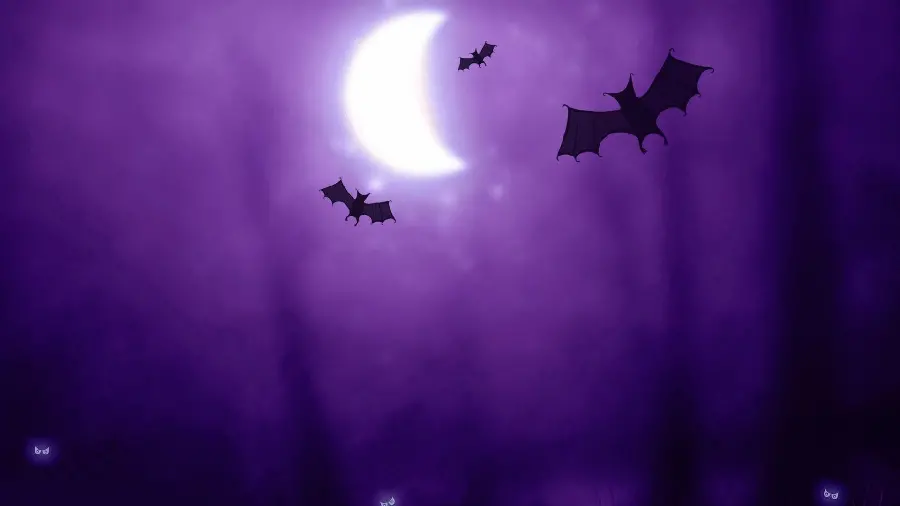 Bat Photo at Night