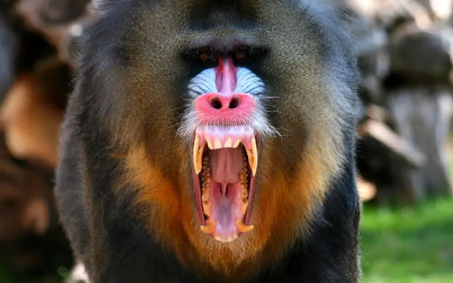 Mandrill or Angry Mandrill Screaming Wallpaper