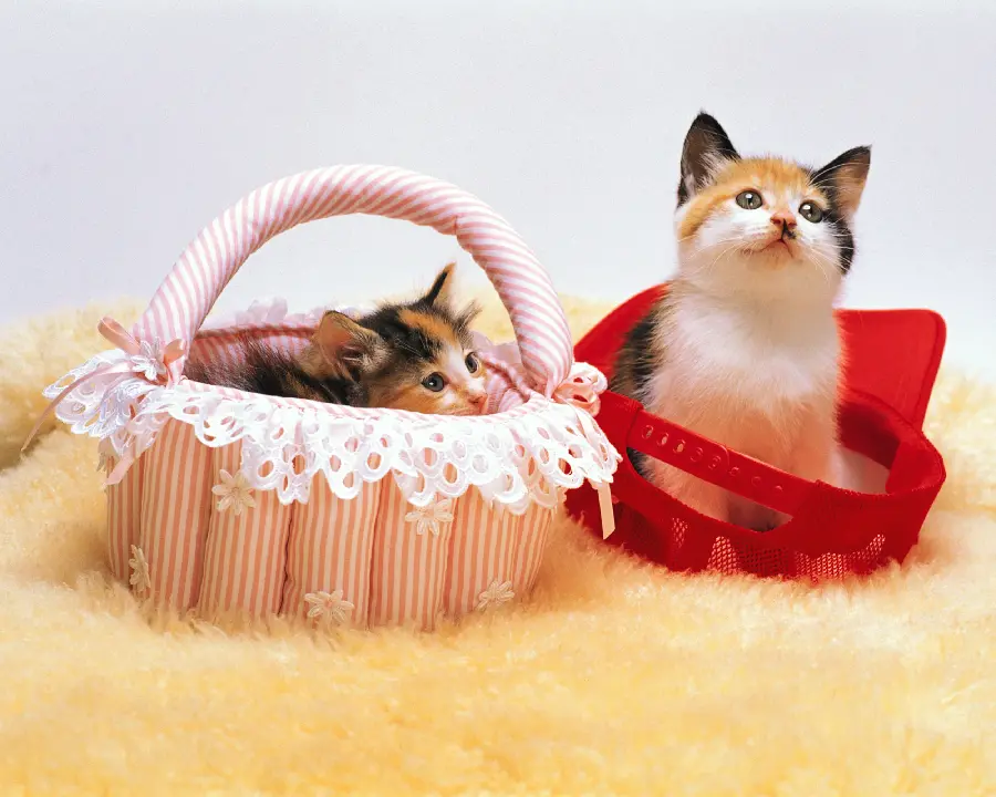 Funny cat photos and cute domestic and fantasy cats