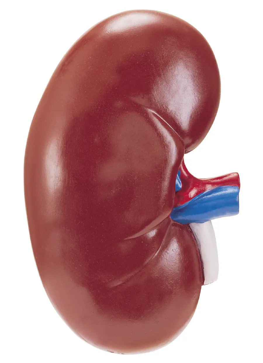 High quality photo of the kidney