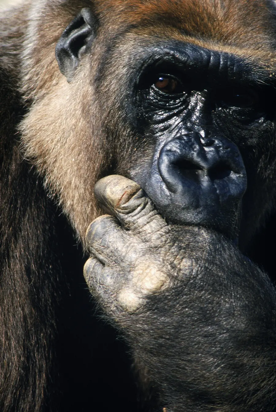 Gorilla in wildlife documentary