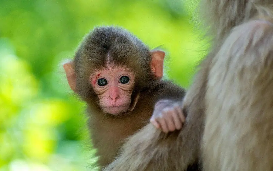 Funny monkey photos